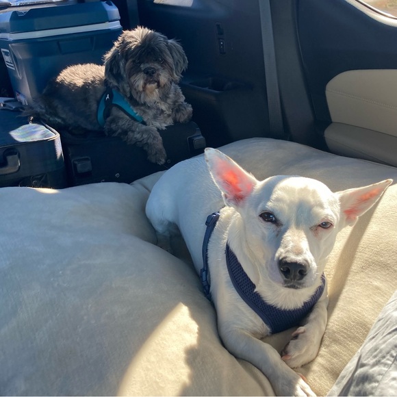 Meet your Posher, Holly - Picture 12 of 14